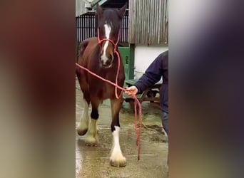 Shire Horse, Mare, 4 years, , in marbury