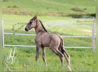 KWPN, Stallion, Foal (01/2024), Grullo, in Marly-sous-Issy,