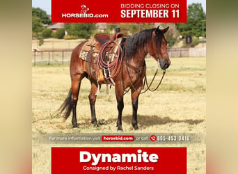 Quarter horse américain, Hongre, 8 Ans, 152 cm, Roan-Bay, in Joshua, TX,