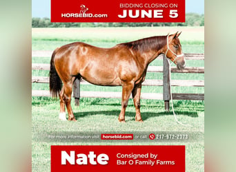 American Quarter Horse, Wallach, 6 Jahre, Roan-Red, in Sullivan, IL,
