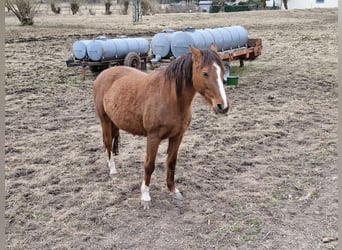Merrie 15 Jaar