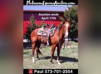 Quarter horse américain, Hongre, 9 Ans, Bai cerise, in Columbia, MO,