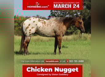 Appaloosa, Caballo castrado, 4 años, 160 cm, in Canton, TX,