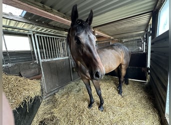 Oldenburger Springpferd, Stute, 6 Jahre, 172 cm, Brauner, in Neuenkirchen,