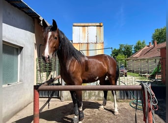 KWPN, Stute, 3 Jahre, 170 cm, Dunkelbrauner, in Jászberény,