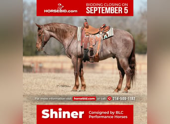 American Quarter Horse, Gelding, 7 years, 15.1 hh, Roan-Red, in Grand Saline Tx,