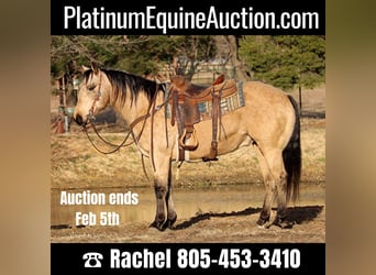 American Quarter Horse, Wallach, 9 Jahre, 150 cm, Buckskin, in Fort Worth TX,