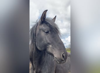Lusitano, Stallion, 6 years, 15.2 hh, Smoky-Black, in Saligny-sur-Roudon