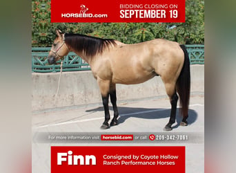 American Quarter Horse, Gelding, 10 years, 15.1 hh, Buckskin, in Waterford, CA,