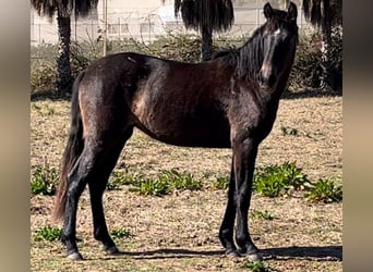 Spanisches Sportpferd, Stute, 2 Jahre, 163 cm, Schimmel, in Alquerias De Santa Barbara,