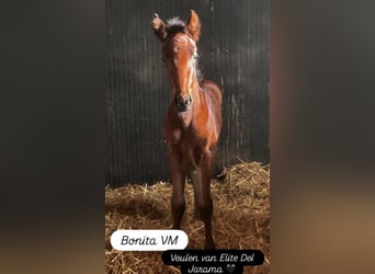 PRE, Merrie, Veulen (03/2026), 168 cm, Bruin, in Boezinge