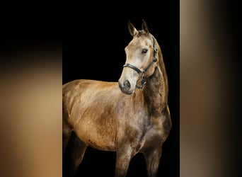 NRPS, Stute, 3 Jahre, 165 cm, Buckskin, in Tholen