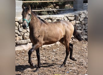 Andalusiër, Merrie, 3 Jaar, 160 cm, Falbe, in Mallorca,