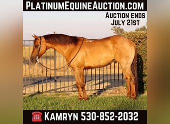 American Quarter Horse, Wallach, 9 Jahre, 152 cm, Falbe, in Pleasant Grove CA