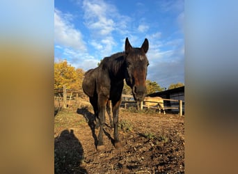 Trottatore Italiano, Castrone, 23 Anni, 165 cm, Baio scuro, in Capestrano