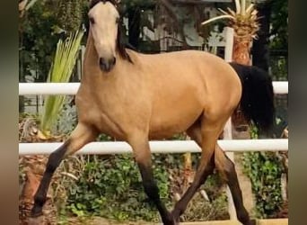 Other Breeds Mix, Stallion, 3 years, 16.1 hh, Bay, in Malaga,