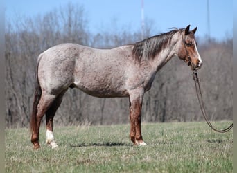 Quarter horse américain, Hongre, 8 Ans, 147 cm, Rouan Rouge, in Brodhead KY,