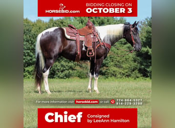 Spotted Saddle Horse, Hongre, 13 Ans, 152 cm, in Bethlehem, PA,