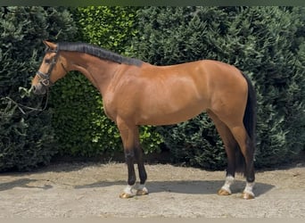 KWPN, Merrie, 5 Jaar, 171 cm, Bruin, in Oud Gastel