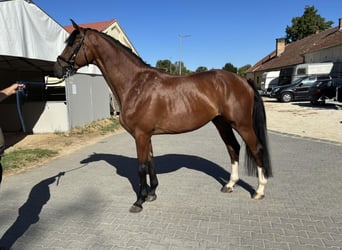 Gelding 5 years