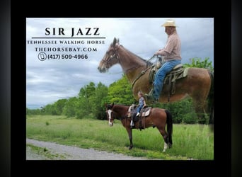 Tennessee walking horse, Caballo castrado, 12 años, 165 cm, Castaño rojizo, in Moberly, MO,