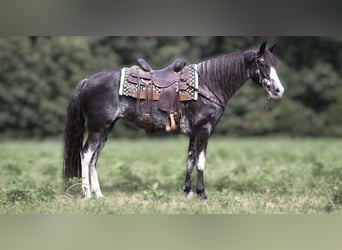 Kentucky Mountain Saddle Horse, Mare, 8 years, 15 hh, Pinto, in Warrenton