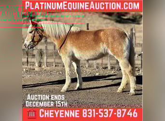 Haflinger, Yegua, 13 años, 150 cm, Alazán-tostado, in Bitterwater CA
