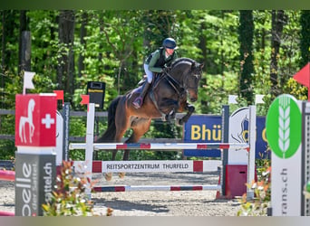Schweizer Warmblut, Stute, 7 Jahre, 165 cm, Dunkelbrauner, in St. Pelagiberg