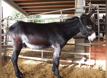 Donkey, Stallion, 5 years, 14.1 hh, Black, in BERGA, BARCELONA,