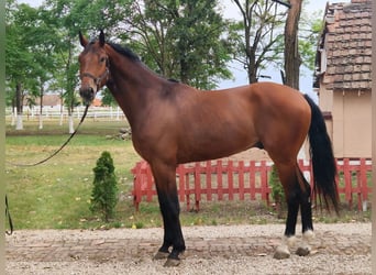 KWPN, Hongre, 3 Ans, 170 cm, Bai, in Szarvas