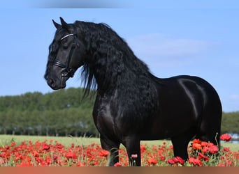 Friesian horses, Stallion, 4 years, 16 hh, Black, in Mijnsheerenland,