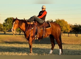 American Quarter Horse, Wallach, 6 Jahre, 160 cm, Rotbrauner, in Fredricksburg TX,