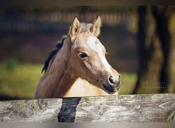 German Riding Pony, Mare, 1 year, Buckskin, in Visselhövede,