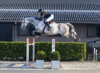 KWPN, Ruin, 7 Jaar, 175 cm, , in Waddinxveen