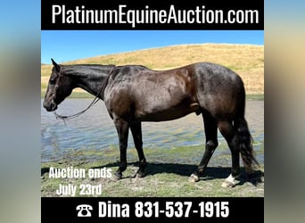 Quarter horse américain, Hongre, 12 Ans, 155 cm, Rouan Bleu, in Paso Robles, CA,