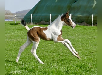 Other Warmbloods, Mare, Foal (03/2024), 16.2 hh, Pinto, in Borgentreich,