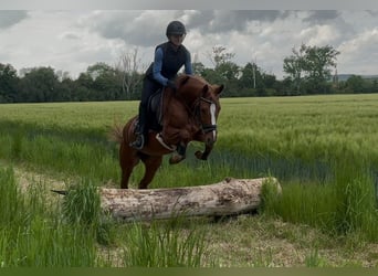 Mare 6 years