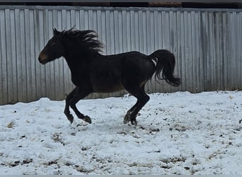 Friesen Mix, Wallach, 3 Jahre, 150 cm, Dunkelbrauner, in Niederzier,