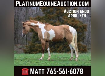 American Quarter Horse, Wallach, 4 Jahre, 152 cm, Falbe, in Lexington IN,