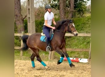 Welsh-D, Merrie, 6 Jaar, 142 cm, Donkerbruin, in Bornem