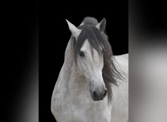 PRE, Stallion, 5 years, 16.1 hh, Gray-Dapple, in El Real de la Jara, Sevilla,