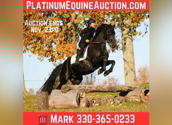 Friesian horses, Gelding, 10 years, 16.3 hh, Black, in fresno OH