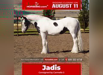 Gypsy Horse, Mare, 19 years, 15.2 hh, in Smithfield, UT