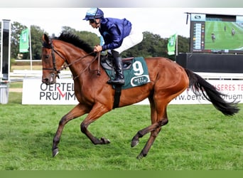 Thoroughbred, Mare, 5 years, Brown, in Lengerich