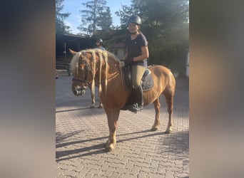 Reitbeteiligung gesucht