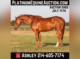 Quarter horse américain, Hongre, 9 Ans, 152 cm, Alezan brûlé, in Weatherford TX