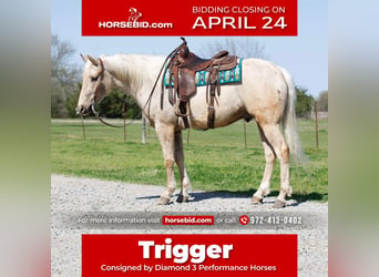 American Quarter Horse, Gelding, 6 years, 16 hh, Palomino, in Ravenna, TX,