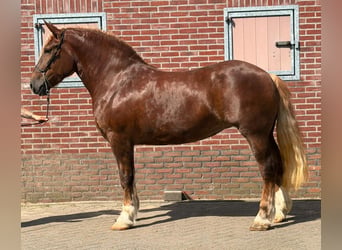 Polnisches Kaltblut, Stute, 4 Jahre, 166 cm, , in Weert