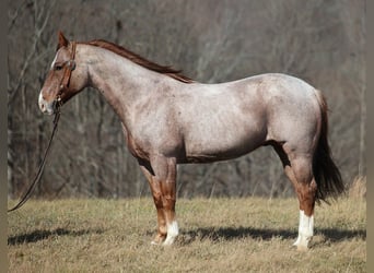 American Quarter Horse, Gelding, 12 years, 15 hh, Roan-Red, in Mount vernon KY,
