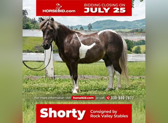 Plus de poneys/petits chevaux, Hongre, 7 Ans, 89 cm, in Strasburg, OH,